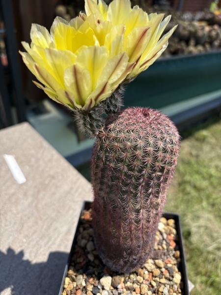 Echinocereus pectinatus gelb/grün